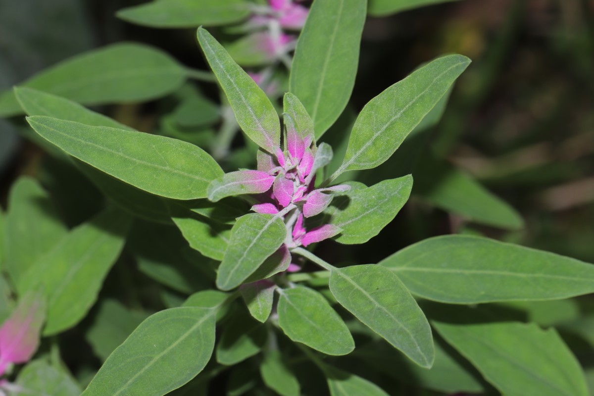 Chenopodium giganteum D.Don